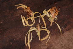 Pterospermum rubiginosum